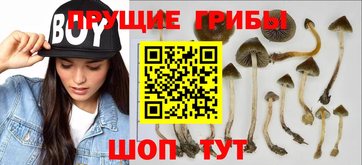 Галлюциногенные грибы Psilocybe Пенза